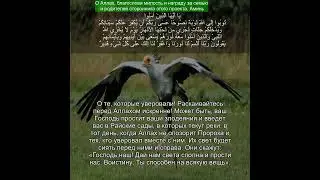 Сура Ат-Тахрим |66:8 |Чтение Корана с русским переводом| Quran Translation Surah At Tahrim