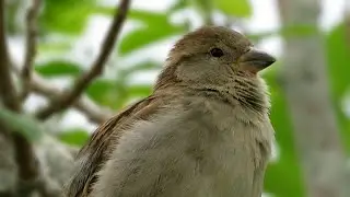 Female House Sparrow vocalizing (Passer domesticus)