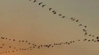 The Journey - Rohan Shah