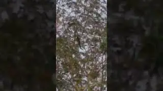 Punjab Koel Singing by Sitting on the Tree 🎄