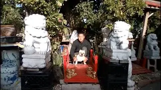 ( Mike Huynh ) Presents ( MB Mini Bull - MB Mini Bully TV Show ) A New Era MB Bull Trailer ( 2021 )
