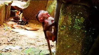 Seriously crying !! Brutust JR very frighten fighting , Sad baby climb up by tail , Be careful
