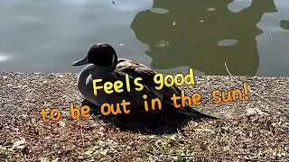 pin tailed duck   Let's take it easy sometimes!