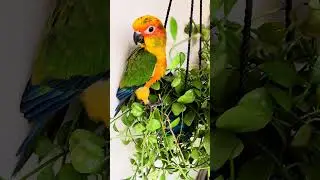 Tamil Speaking must-see Sun conure bird talking -Kutty ( Part-1)