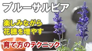 ブルーサルビアの育て方　摘芯というか、切り戻しというか、花穂切りが肝心！