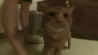 SUPER DEEP CAT VOICE