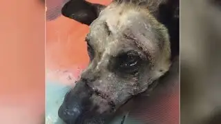 Nicky the K9 recovering