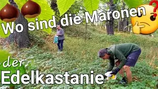 🌰 Maronen der Edelkastanie als Saatgut für Jungbäume sammeln 🌳 Castanea Sativa #bäume #garten #wald
