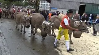 Viehschau Herisau 2013
