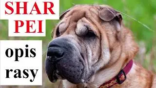 SHAR PEI - OPIS RASY, charakter, zdrowie, historia, wady i zalety
