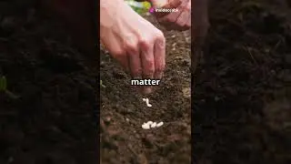 Every seed we plant is a charity that keeps giving. Let&rsquo;s nurture the world around us #plants #facts