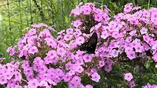 A beautiful Pipevine Swallowtail with a voracious appetite on Garden Phlox today.