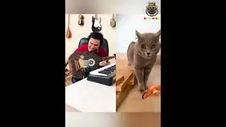 best singer ever  #short #animalshorts #funny cat videos