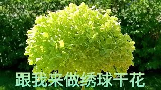 跟我来做绣球干花  Annabelle hydrangea