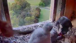 #falcon Nest P#78 mother birds feeding her chicks, parent birds brings food to feed their babies