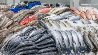 At Dubai fish  market in search of   Squid #crab #livecrab #fish #dubaifishing #exploring #squid