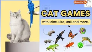 Mice, Bird, Balls & More.. | The Ultimate Cat Games Compilation 4K🐾