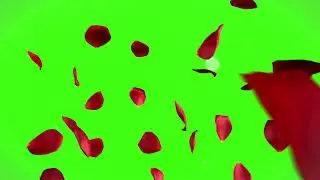Rose Petals Falling Green Screen  FREE DOWNLOAD 4K