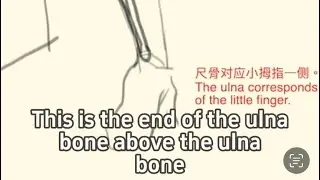 Line Shaping: Master the real state of the upper and lower arms in one step!