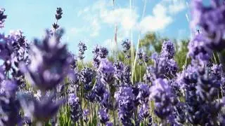 Andy Blueman - Florescence (Emotional Mix) [HD]