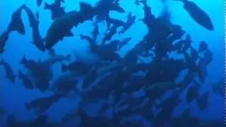 Cubera Snapper Spawning (Short Version)