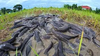 wow best hand fishing - catching a lot of fish under grass at field by hand a fisherman skill