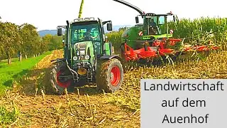 Neue Gras- und Maisernte  auf dem Auenhof am Bodensee.