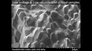 [Life] Low-voltage & Low-vacuum SEM of food samples