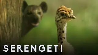 Ostrich Vs Zalika the Hyena | Serengeti: Story Told by John Boyega | BBC Earth
