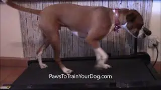 Spencer walking on treadmill - Paws To Train Your Dog - Phoenix Dog Trainer