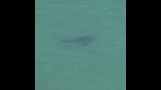 First human in 6 years attacked by shark on Cape Cod