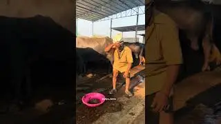When Dairy Heroes Take a Fun Break | Farm Life