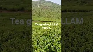 #tea #garden #illam #nepal