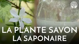 Saponaire, la plante &agrave; savon qui soulage vos bronchites.