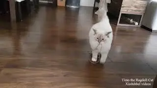 Ragdoll Toby carrying his almighty toy