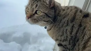 Cat tastes snow - love at first lick #snow #cat #fluffy 
