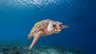 Short: Belize snorkeling Silk Caye