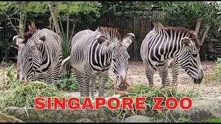 Singapore Zoo All Exhibits Giraffes Monkeys Wildlife