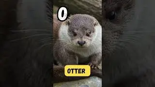 🌊 ABC River Animals Song for Kids | A to Z River Creatures Phonics Song | UZR Learning #shorts