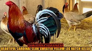 Beautiful Cardinal Club Sweater Yellow Leg Hatch Kelso ~ SAVAGEDENA GAMEFARM
