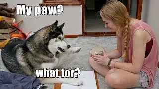 Attempting To Print My Dogs Paw In Clay! Key Wants To Know Why?