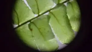Magnified Leaf