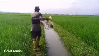 Menjala ikan wader lagi di irigasi sawah