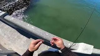 skyway fishing sheepheads