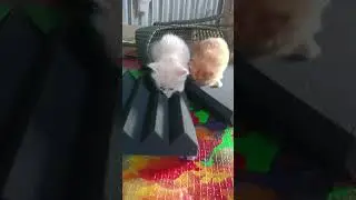 #🌎 playful kittens 🐈😺🐈😺