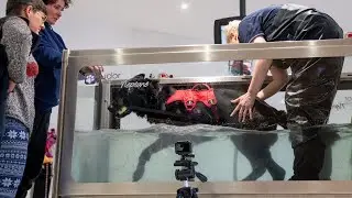 Canine Hydrotherapy in 12 Steps