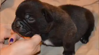 TBC PAYROLL X PRIME BULLIES LIL LUCY
