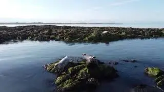 Wildlife in Irish sea, port beach, drogheda