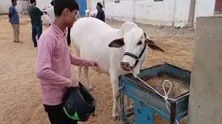 Beautiful cow || bahare Madina cattle farm || maveshi mandi || jameel memon colony