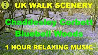 Chaddesley Corbett Bluebell Woods Walk Scenery, 1 Hour Relaxing Music Ambient Background Video